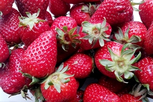 GASTRONOMIJA: Uživajte u jagodama, vrhunac je sezone i tako su „sexy”!