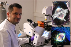 KADA STANICE PALE CRVENO SVJETLO: Znanstvenici IRB-a otkrili novu ulogu ključnog proteina u diobi stanica