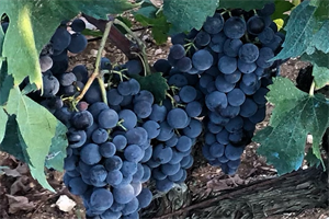 ADOLF POLEGUBIĆ: Vrijeme je berbe